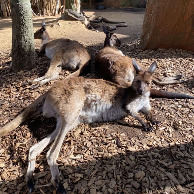 Kangaroo in Wild Life Sydney Zoo