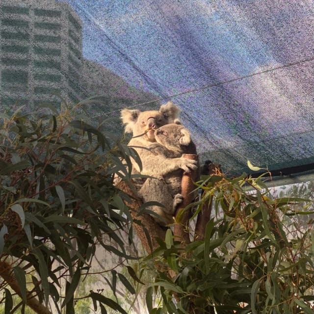 Koalas in Wild Life Sydney Zoo