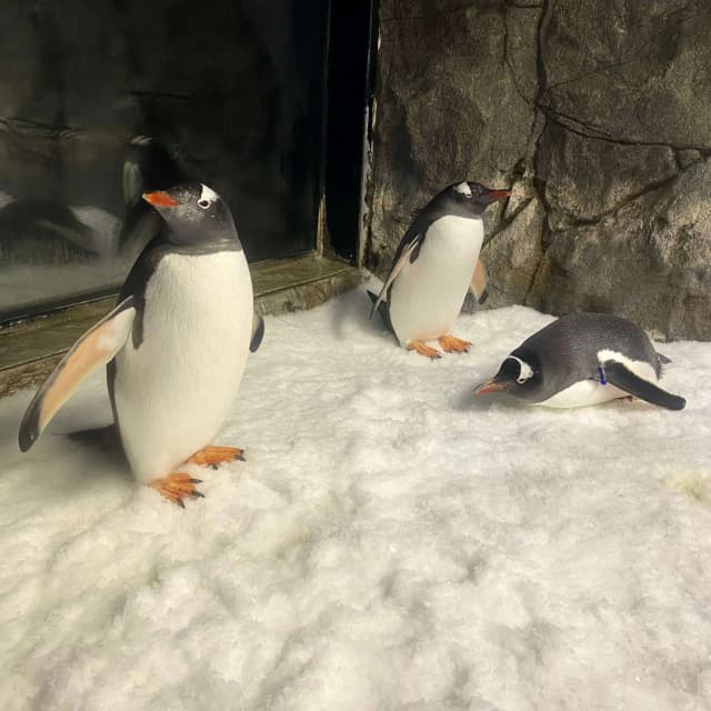 Penguins in Sydney Aquarium, Sea Life