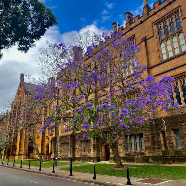 Jacaranda tree in University of Sydney